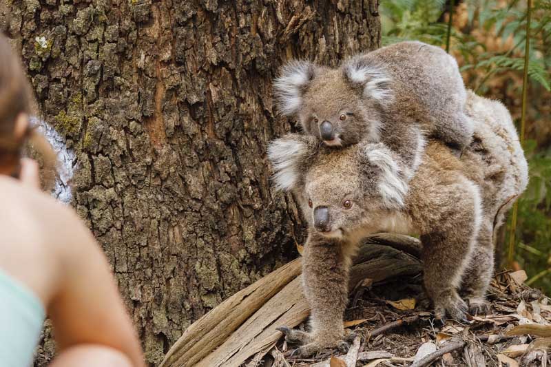 australia-wildandgreat-3