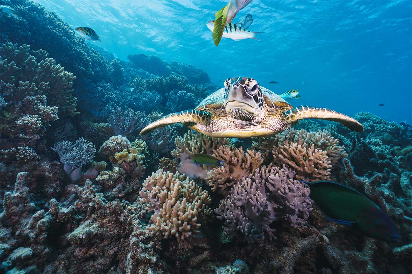 green sea turtle pose close to the healthy coral reef in australia